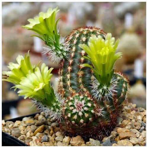 Семена Орешка Суккулент Кактус Echinocereus viridiflorus 10 шт. семена орешка суккулент кактус glandulicactus uncinatus vm 348 10 шт