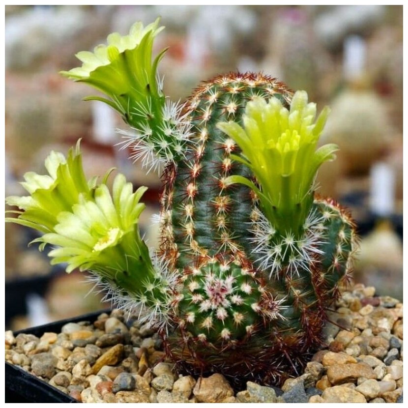 Семена Орешка Суккулент Кактус Echinocereus viridiflorus 10 шт.