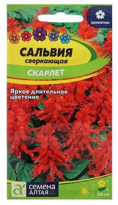 Семена цветов Сальвия 