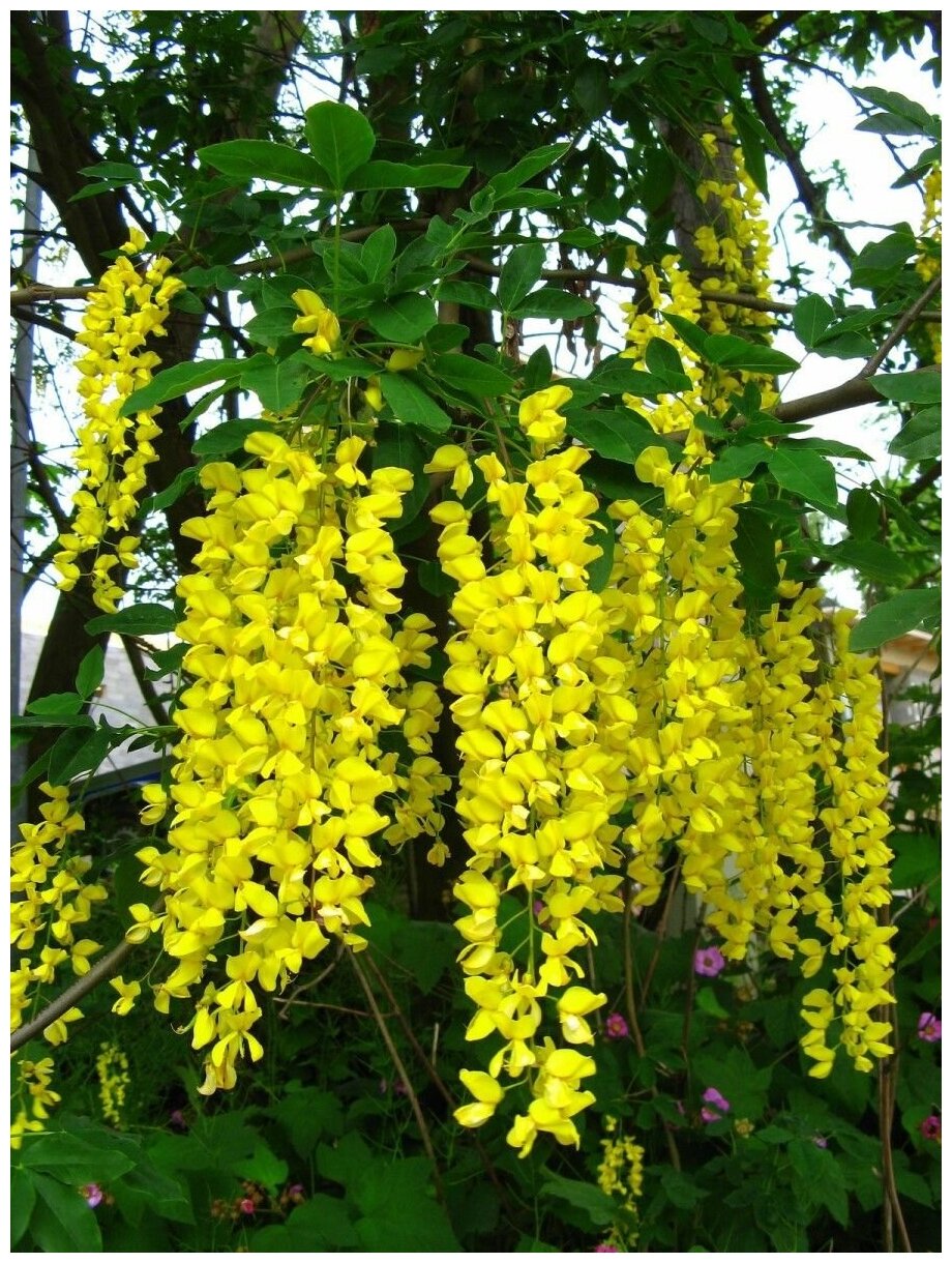 Семена Бобовник золотой дождь (Laburnum anagyroides), 10 штук