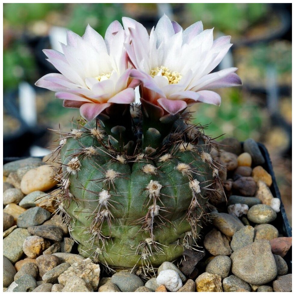 Семена Орешка Суккулент Кактус Gymnocalycium taningaense P-212 10 шт.