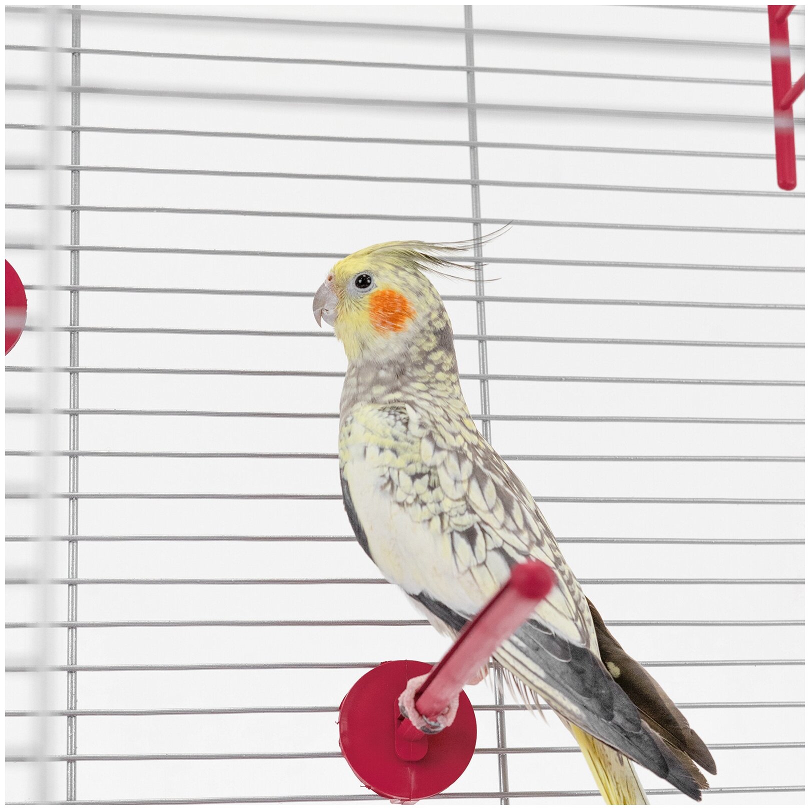 Клетка для птиц 58 х 40 х 48см: для попугая, для канарейки ЛОФТ-1 разборная "PetTails", 1 секция, шаг прута 11мм, рубиновая - фотография № 5