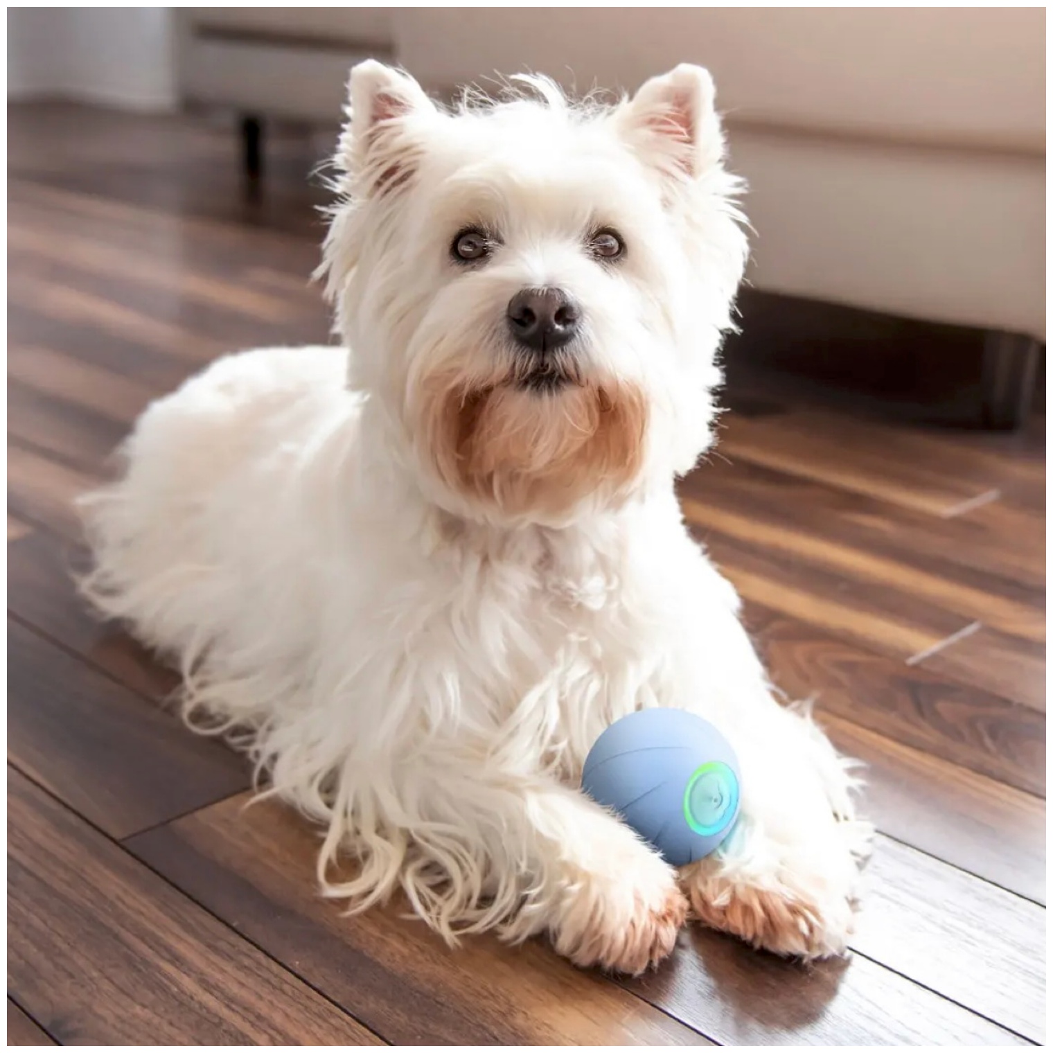 Cheerble интерактивная, умная игрушка, резиновый мяч для собак из натурального каучука для средних, мелких пород менее 15 кг, аккумулятор - фотография № 8