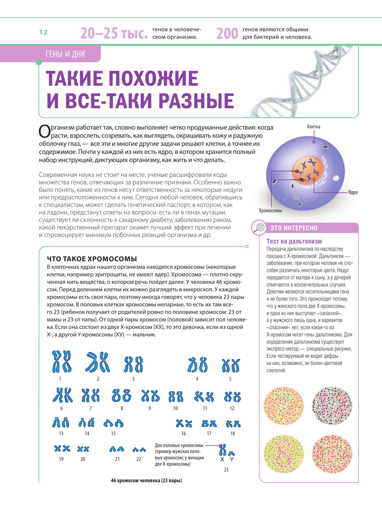 Тело человека (Лукашанец Дмитрий Александрович, Мазур Оксана Чеславовна, Никитинская Татьяна Владимировна) - фото №11