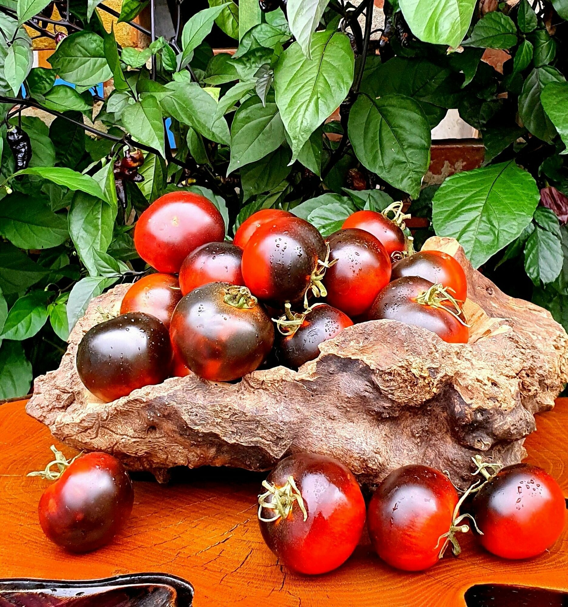 Семена Томат ночной саранск (Night Saranak) / Seeds And Goods / в пакетике zip-lock без полиграфии 15 семян