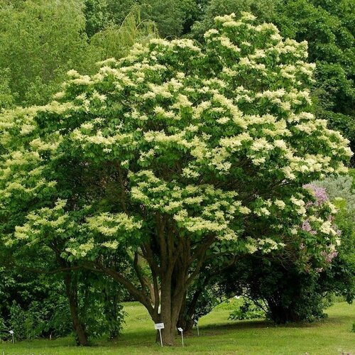 Семена Сирень амурская (Syringa amurensis), 25 штук