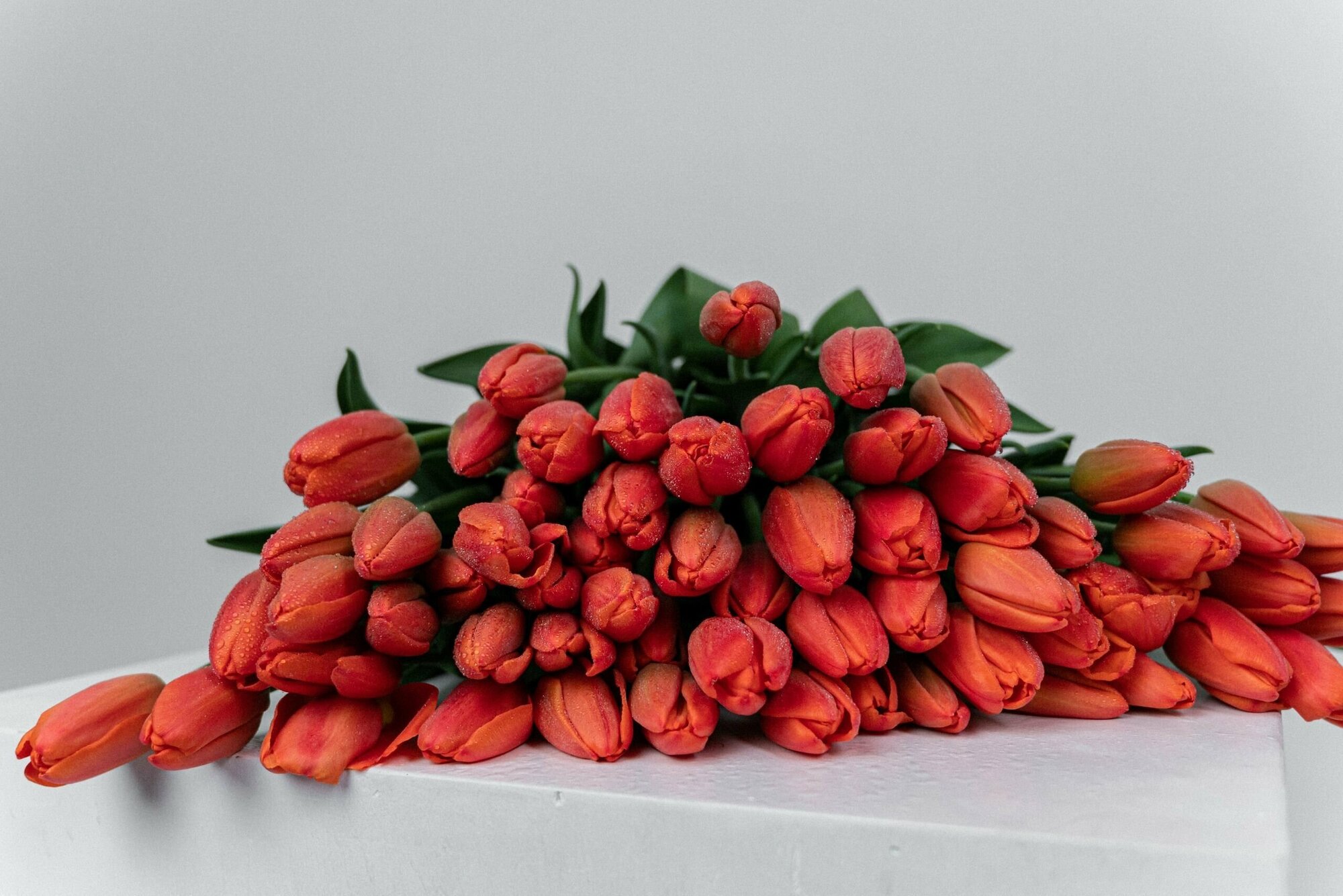 Луковицы цветов тюльпанов 15 средних - фотография № 9