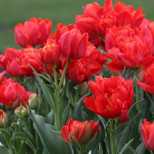 Луковицы Тюльпана ABBA 5 шт 398₽