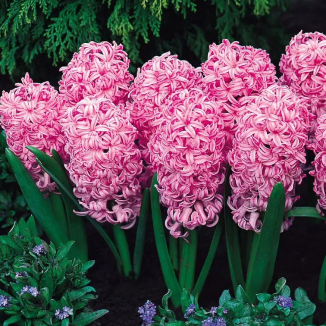 Луковицы цветов сhipollino flowers гиацинт PINK SURPRISE (2 луковицы)