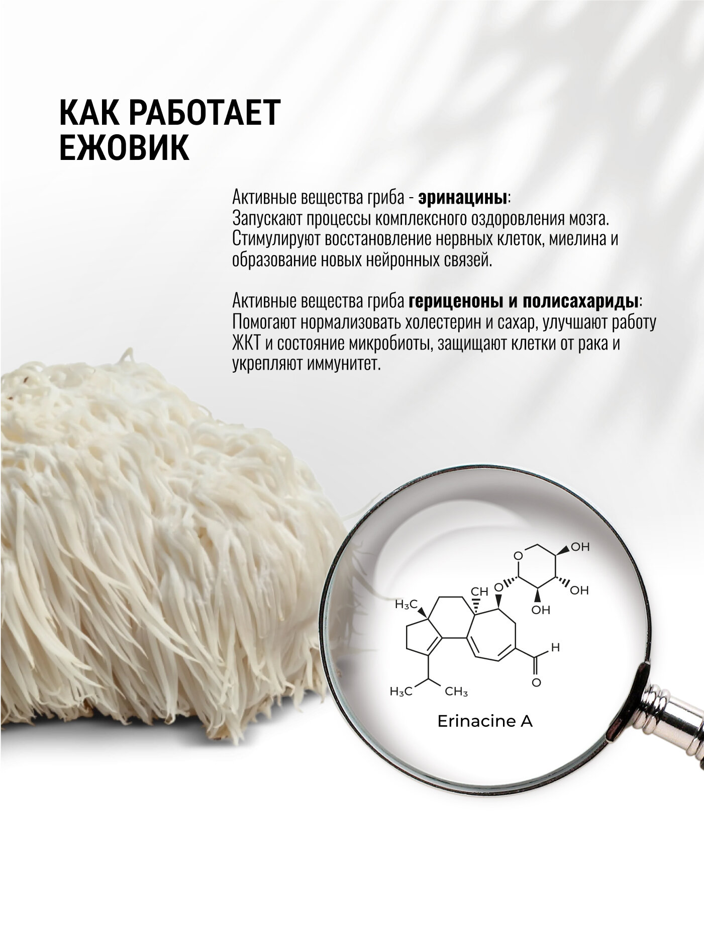 Картинки Ежовик гребенчатый Lions Mane Ноотроп, для работы мозга, для памяти