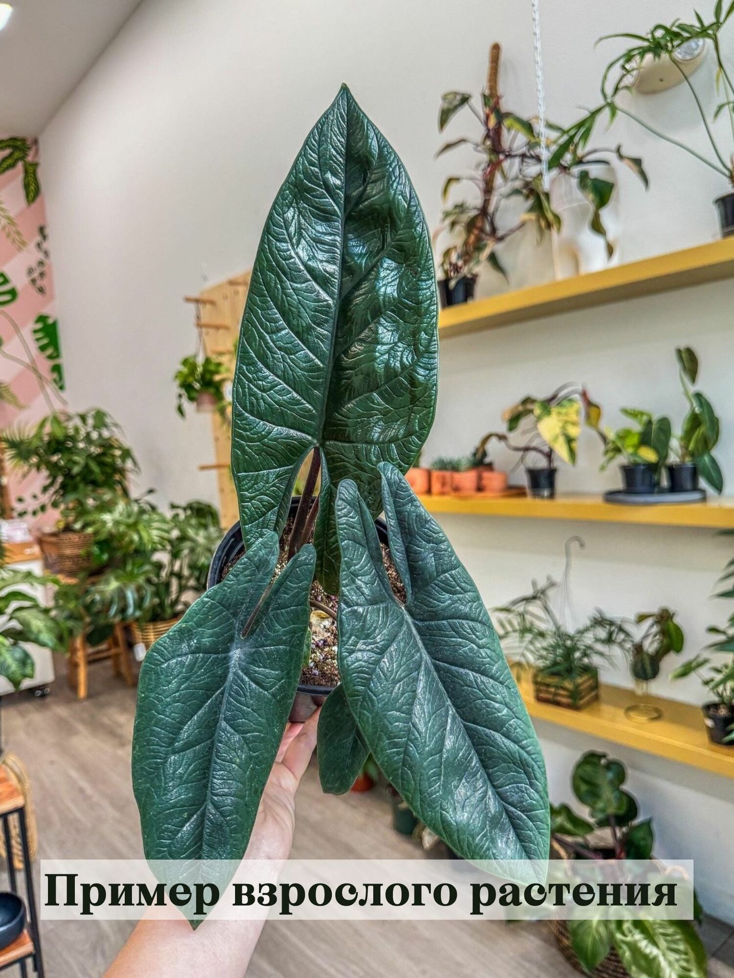 Алоказия Скальпрум клубень 1 шт Alocasia Scalprum