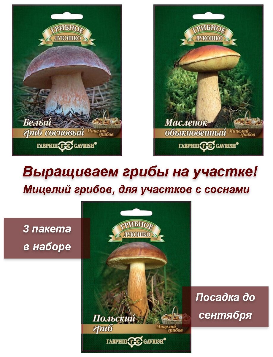 Семена набор семян Мицелий грибов (сосны) белый гриб масленок польский гриб