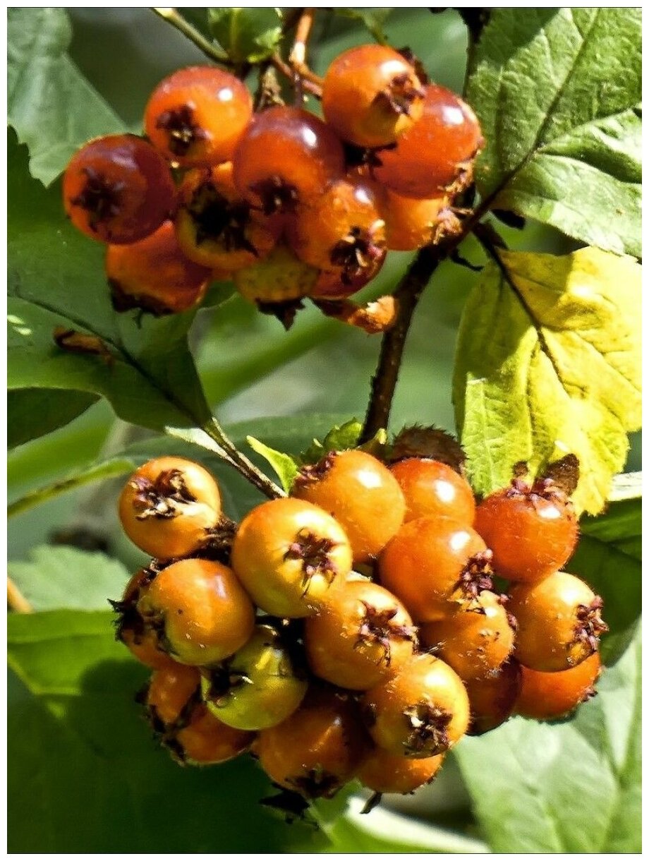 Семена Боярышник алтайский (Crataegus altaica), 15 штук