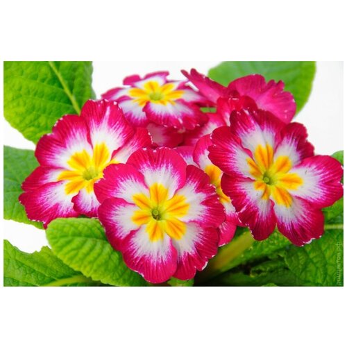 Примула акаулис (Примула обконика Primula obconica)