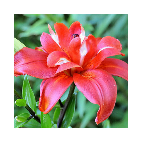 Лилия Азиатская махровая Сфинкс (Lilium) Луковицы/Разбор 14/16/Открытая (ОКС)