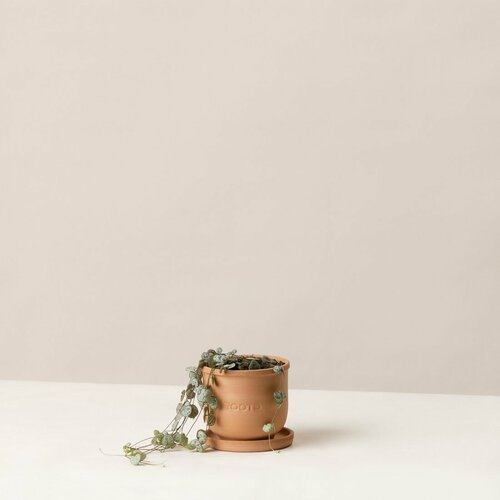 Церопегия Вуда d12