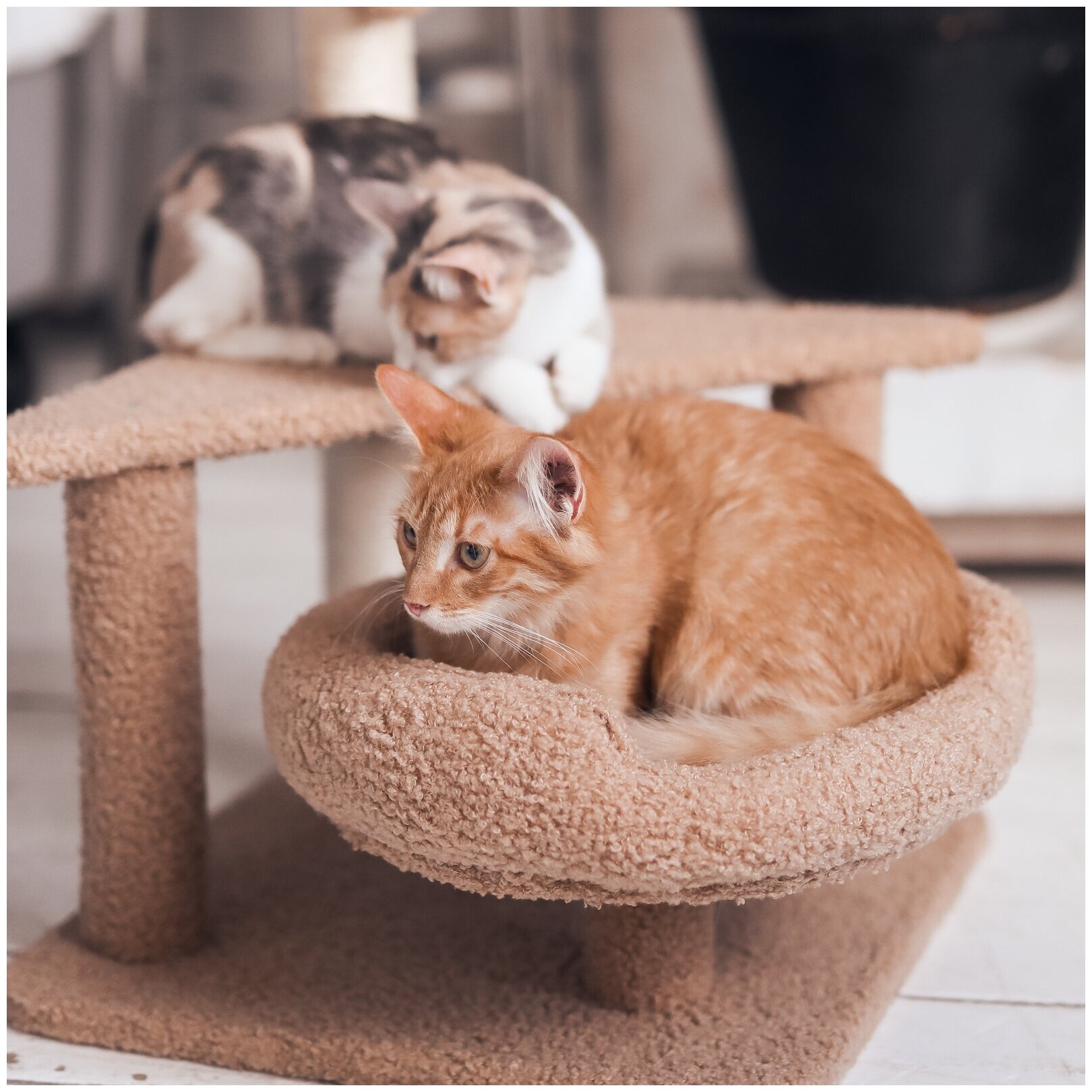 Дом-когтеточка для кошек, "Не Один Дома" Карри, коричневый, 40,5х40,5х62 см - фотография № 10