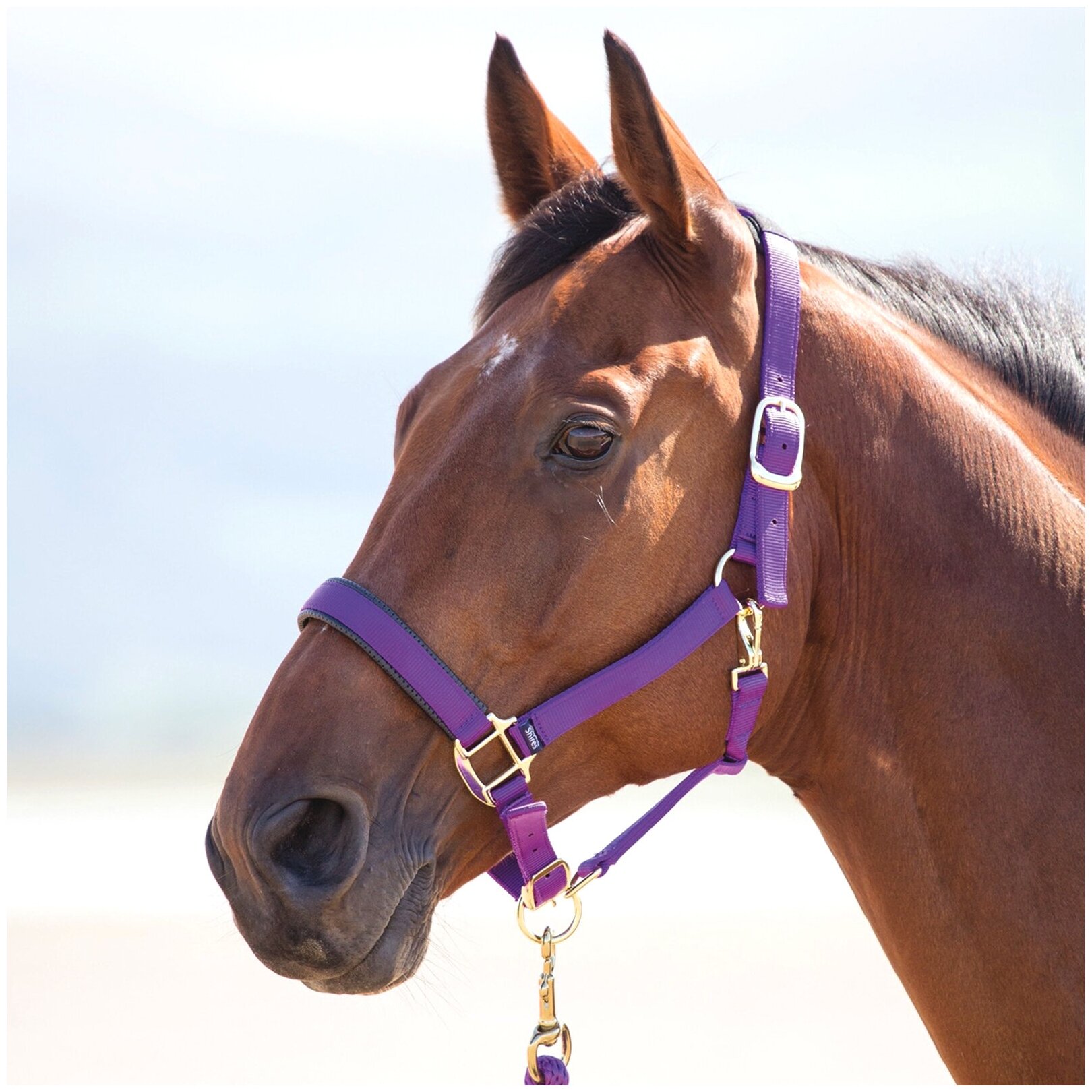 Недоуздок для лошади SHIRES "Topaz", FULL, фиолетовый (Великобритания) - фотография № 2