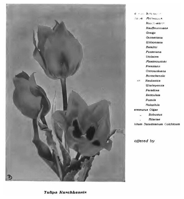 Книга Растительность туркестана, Иллюстрированное пособе для Определения Растении Дикор... - фото №3