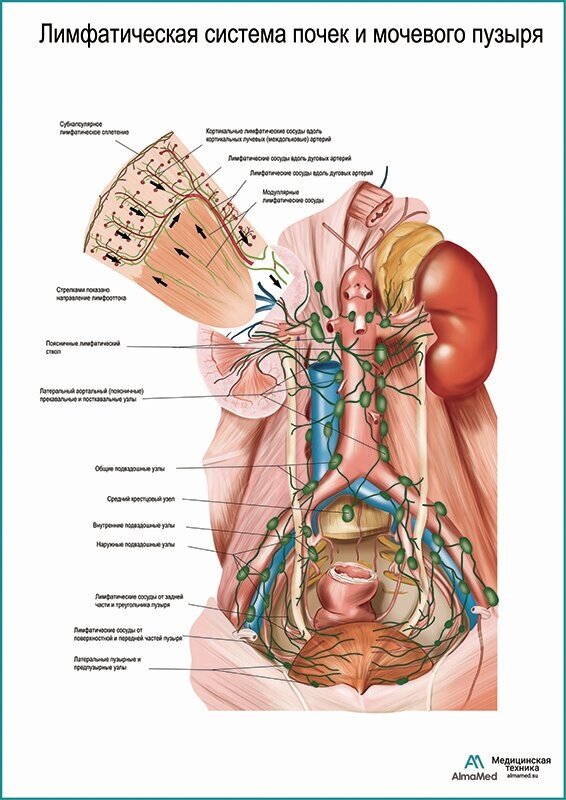 Лимфатическая система почек и мочевого пузыря плакат, матовый холст от 200 г/кв. м, размер A1+