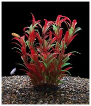 Растения для террариумов и аквариумов 25 см