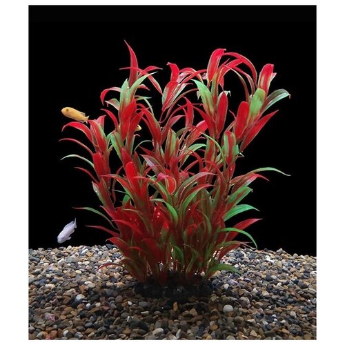 Растения для аквариумов и террариумов 25 см
