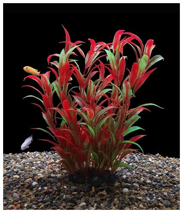 Растения для аквариумов и террариумов 25 см - фотография № 1
