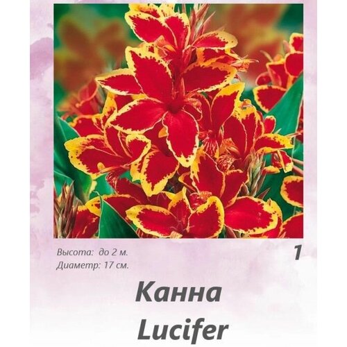 Канна Люцифер 1 шт.