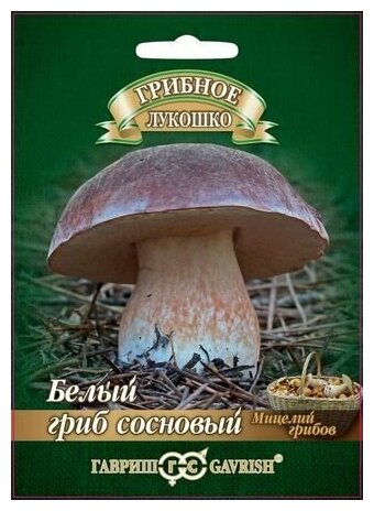 Гавриш Белый гриб Сосновый на зерновом субстрате, большой пакет, 15 мл