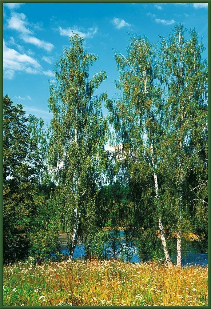 фото Фотообои Vostorg № 10 Березки 134х196см