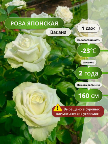 Изображение товара Роза японская Вакана, повторноцветущая, 1 , высота 150 см, обильное цветение