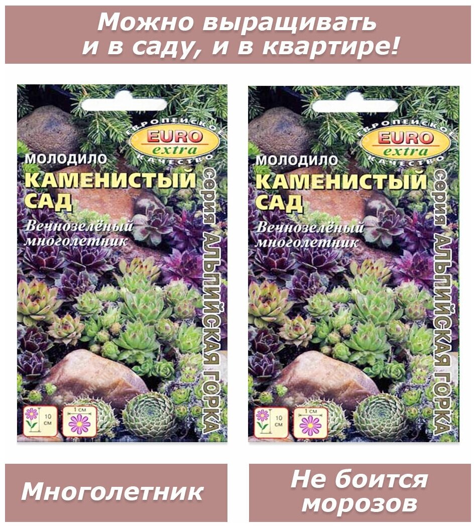 Набор семян семена комнатных цветов суккулентов Молодило 2 пакета