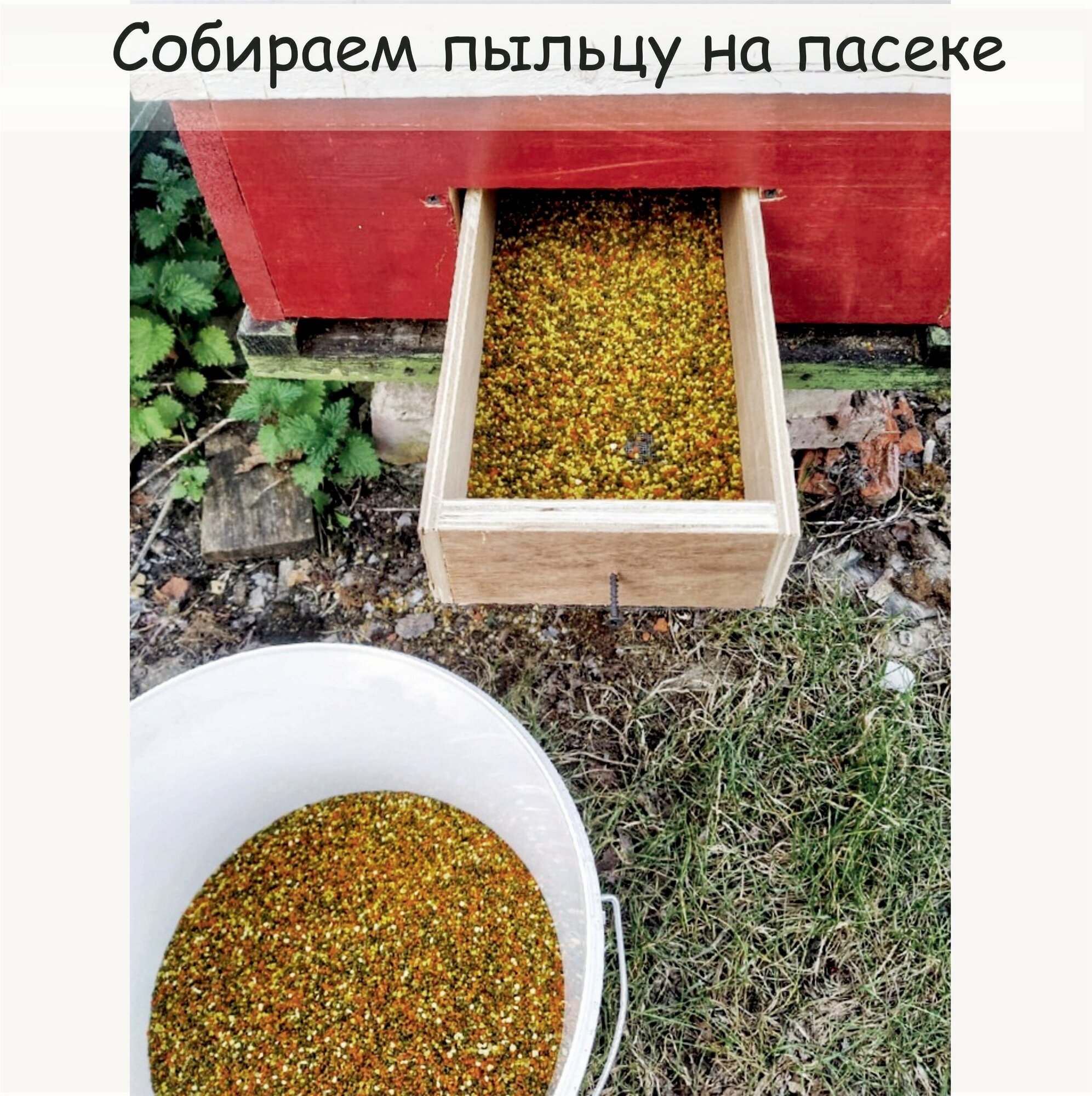 Пыльца цветочная (пчелиная обножка) 170 гр. Урожай 2023 г. Пасека Иноземцевых.