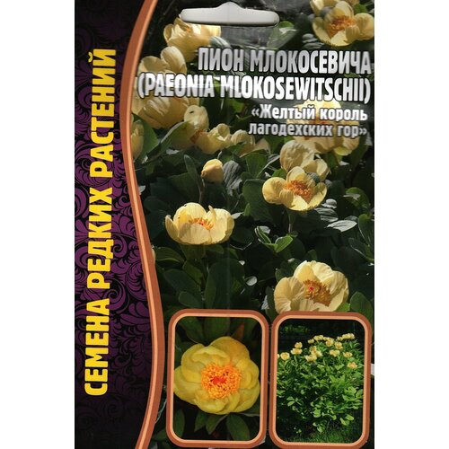 Пион млокосевича / paeonia mlokosewitshll (жёлтый король лагодехских гор) многолетник ( 1 уп: 3 семени ) семена пиона древовидного