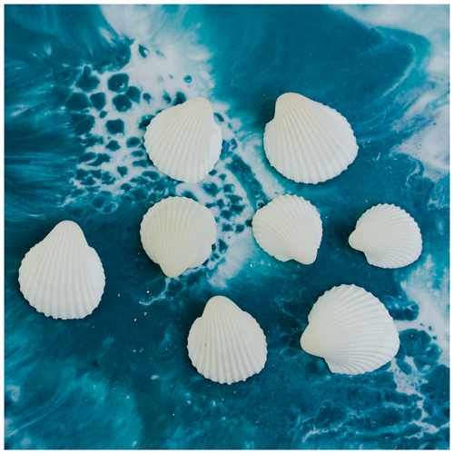 Ракушка морская Клам Роза мини 100гр 310₽