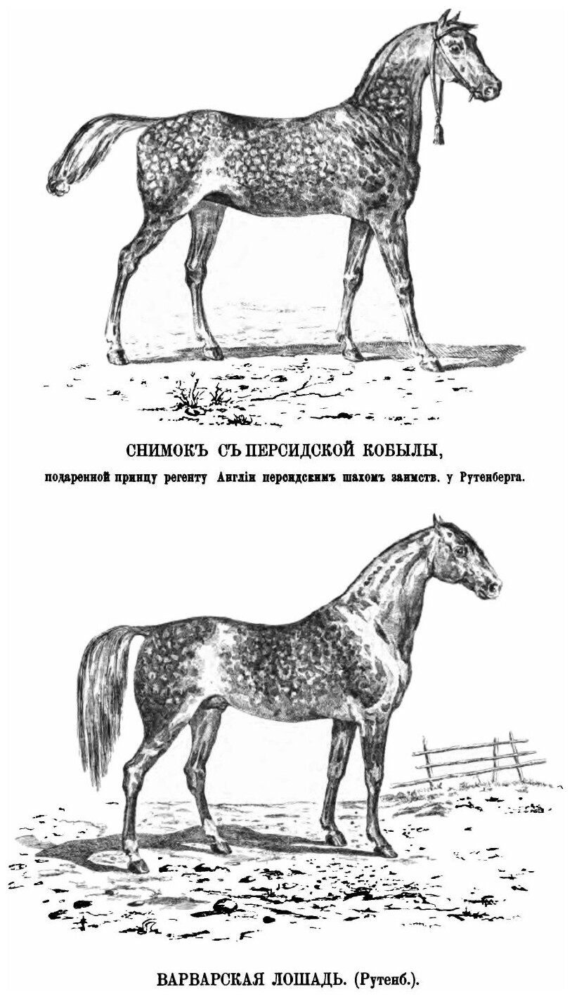 Книга История конницы, Ч.1 (Марков Михаил Иларионович) - фото №4