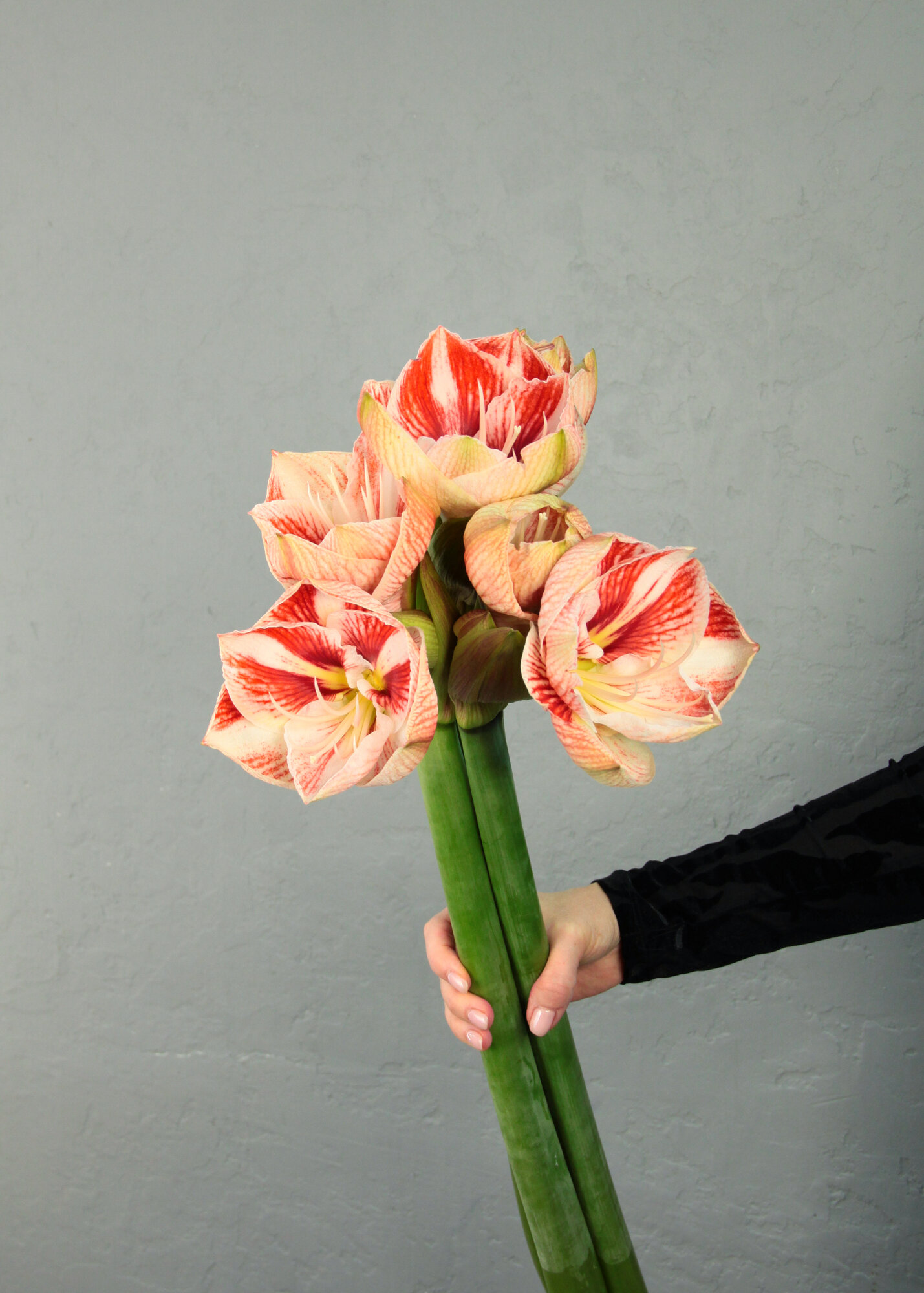 Букет из 3 нежно-розовых Амариллисов / Гиппеаструмов - под ленту