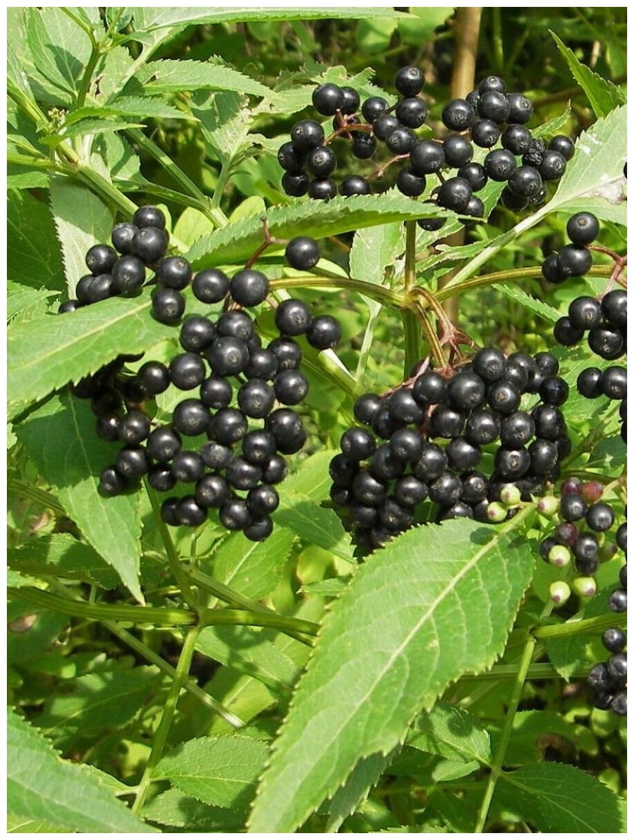 Семена Бузина черная (Sambucus nigra) 30 штук