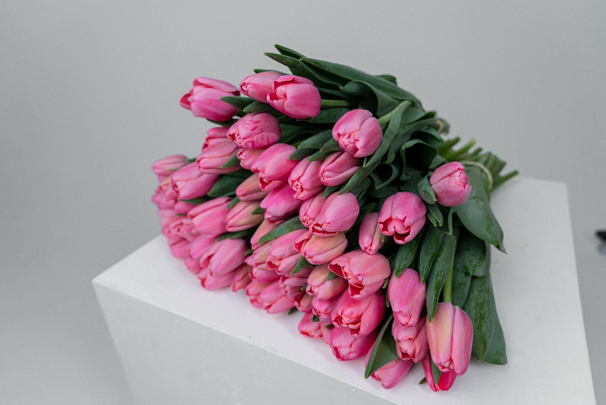 Луковицы цветов тюльпанов 15 средних - фотография № 6