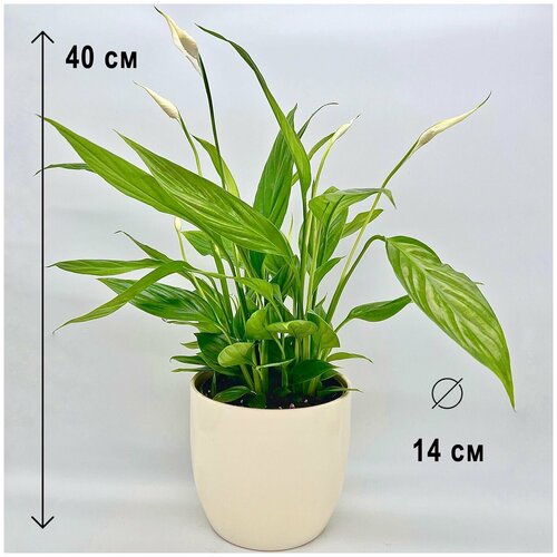 Спатифиллум в керамическом кремовом кашпо, высота композиции 35-45см