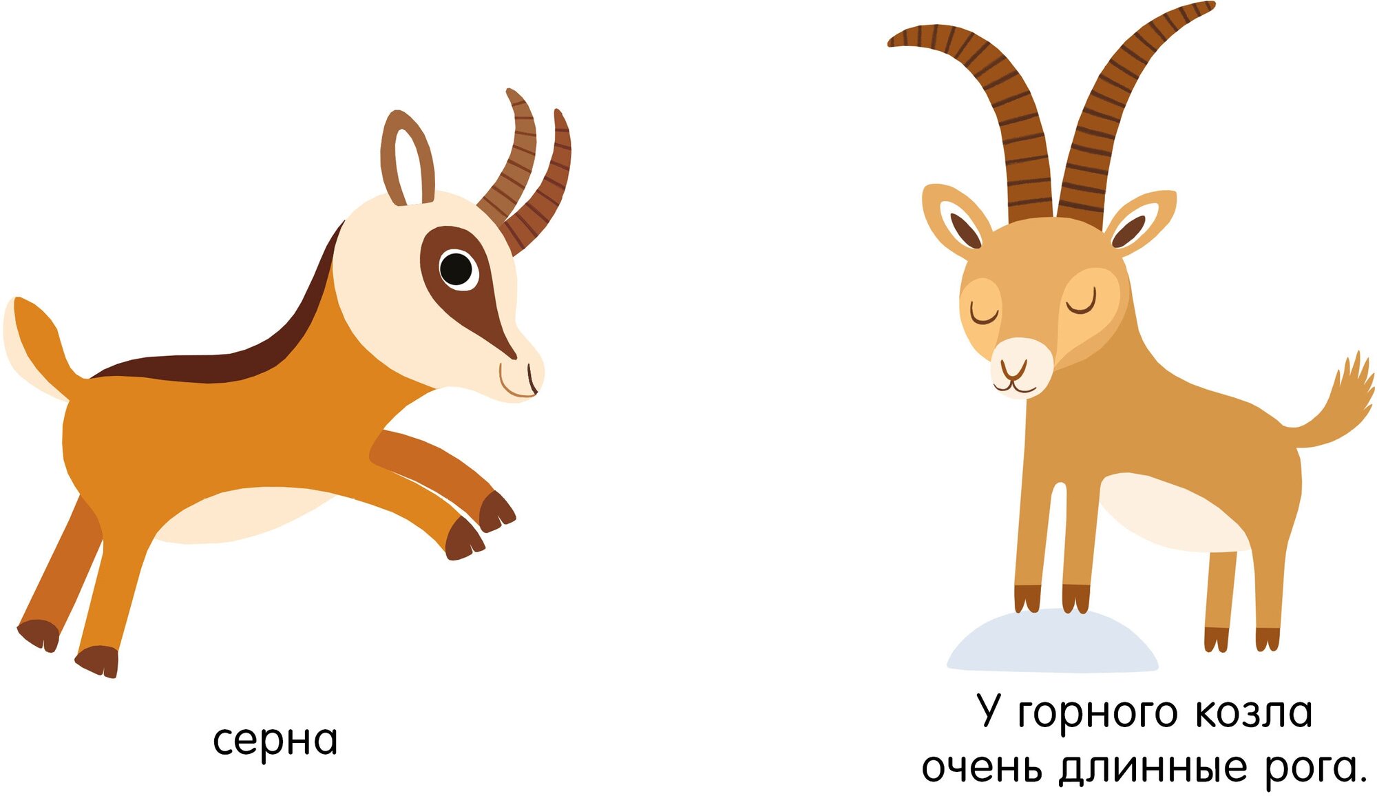 Мои первые слова. Животные (Комиссарова Н. (редактор), Мерсье Жюли (иллюстратор), Румянцев Дмитрий (переводчик)) - фото №10