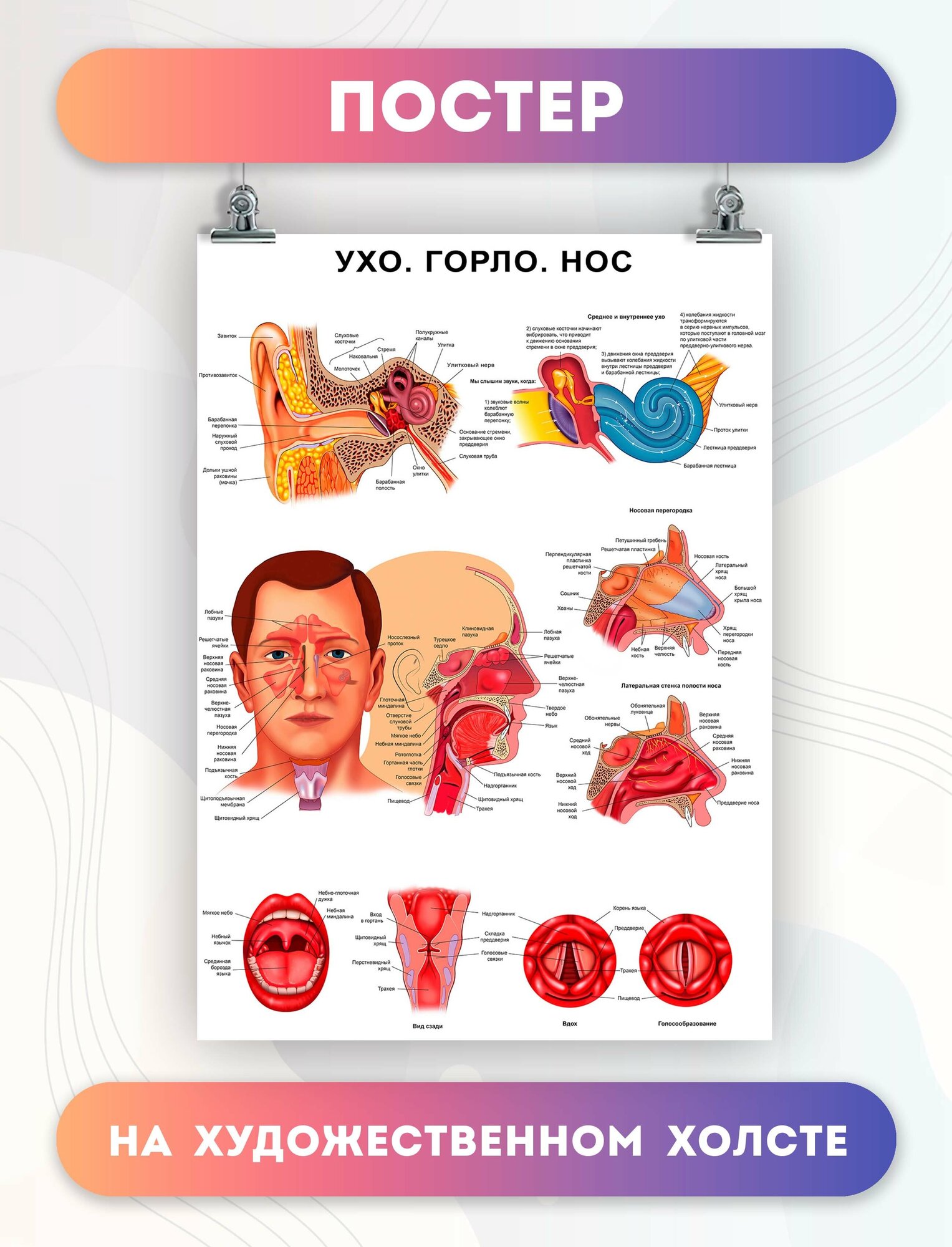 Постер на холсте анатомия ухо горло нос биология больница 30х40 см
