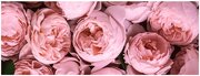 Картина ИКЕА БЬЁРКСТА Розовый пион 140х56 см