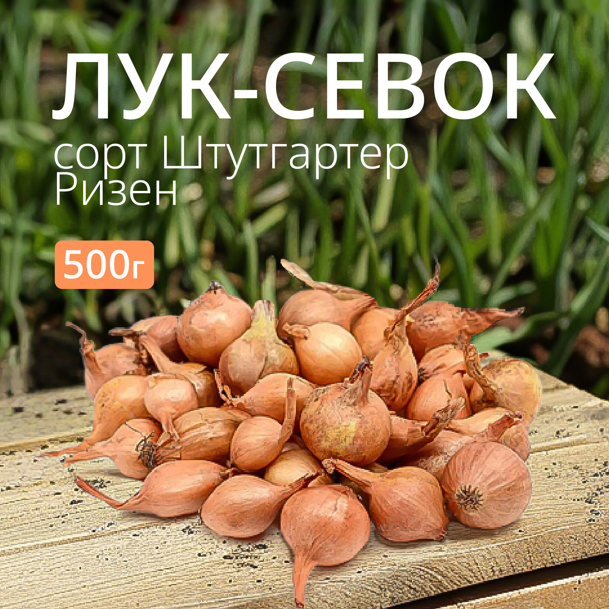 Лук севок Штутгартер Ризен 0,5 кг, для дачи и огорода. Урожай 2025 года