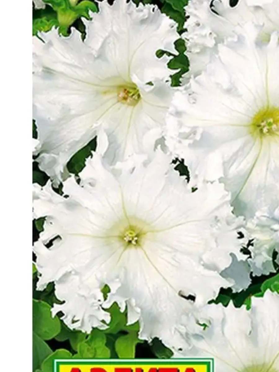 Семена Петуния Афродита Белая F1 крупноцветковая бахромчатая 7шт Одн 40см (Аэлита)