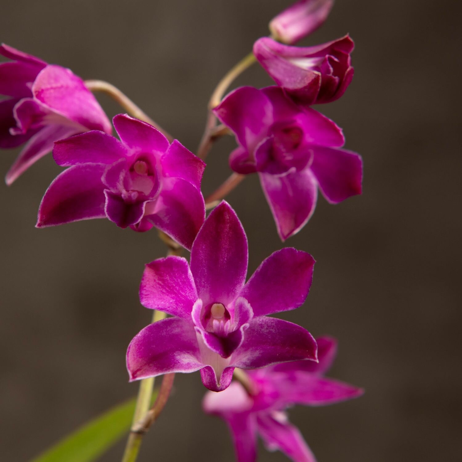 Орхидея Дендробиум Берри Ода