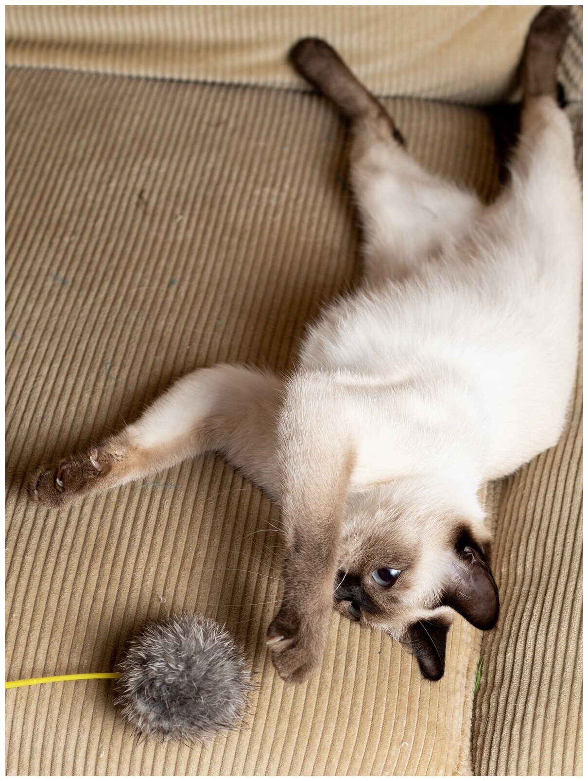 Игрушка-Дразнилка для кошек Japan Premium Pet в виде мехового помпона, с функцией пробуждающей инстинкт охотника. - фотография № 9