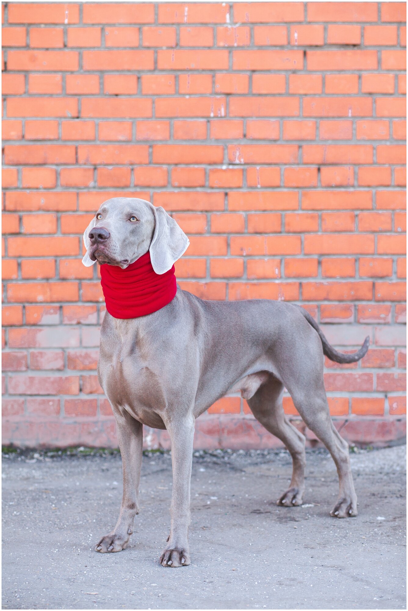 Снуд шапка для собак флисовый Монморанси, красный, размер L - фотография № 3