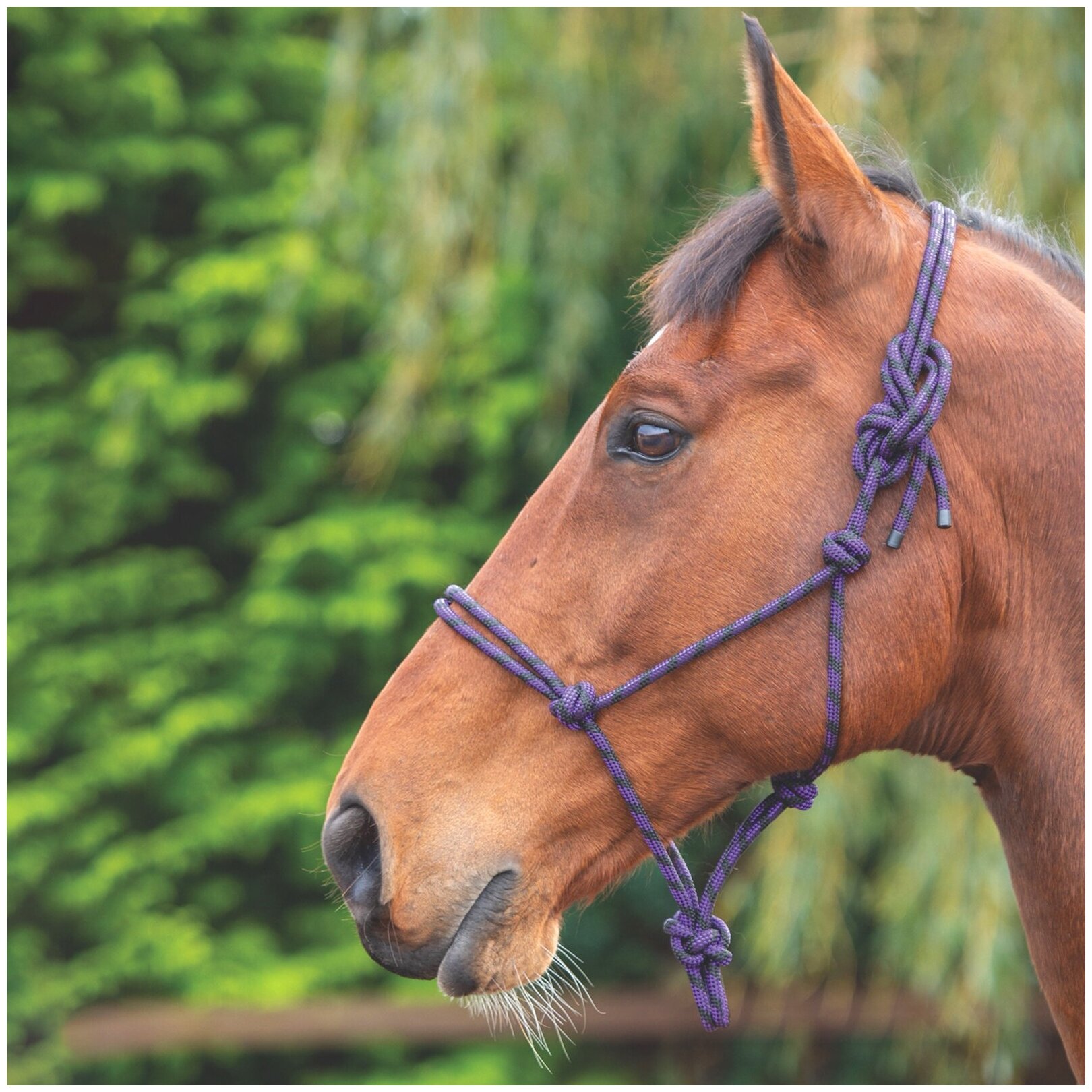 Недоуздок для лошади верёвочный SHIRES , фиолетовый/чёрный (Великобритания)
