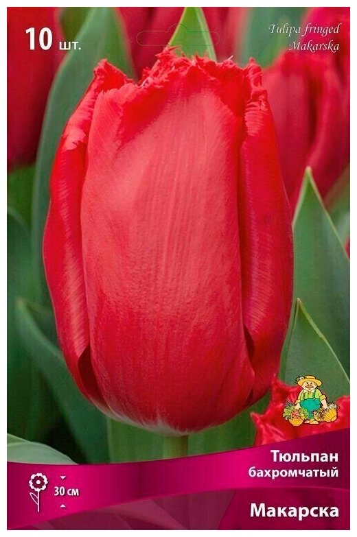 Тюльпан бахромчатый Макарска (Tulipa Makarska), 10 шт в уп. - фотография № 1